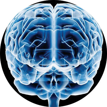 20060712094714-cerebro.jpg